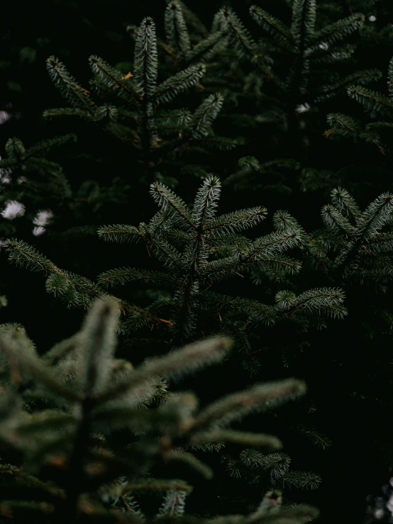 evergreen trees in the sunlight at night