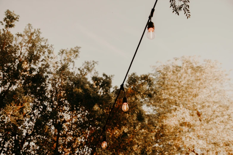 three light bulb hanging from a tree on a wire