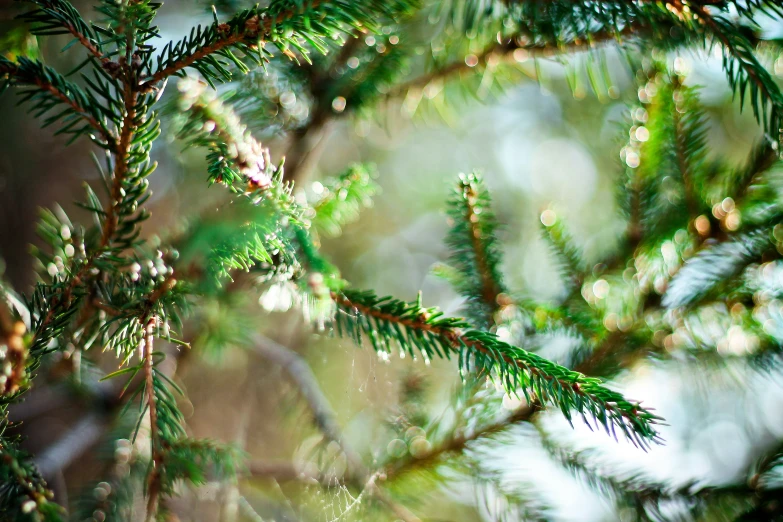 some leaves and trees that are blurred and defecable