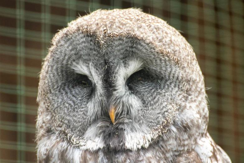 a close - up image of an owl with an orange and black eye
