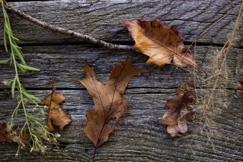 brown leaves lying on wood with nches nearby