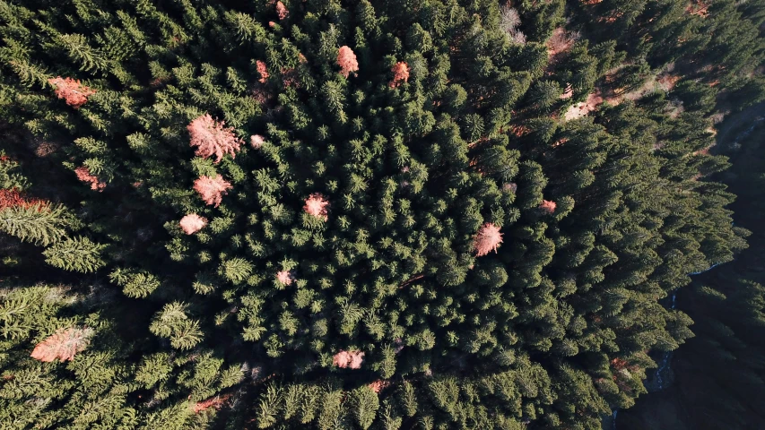 a forest view from above with lots of trees in the background