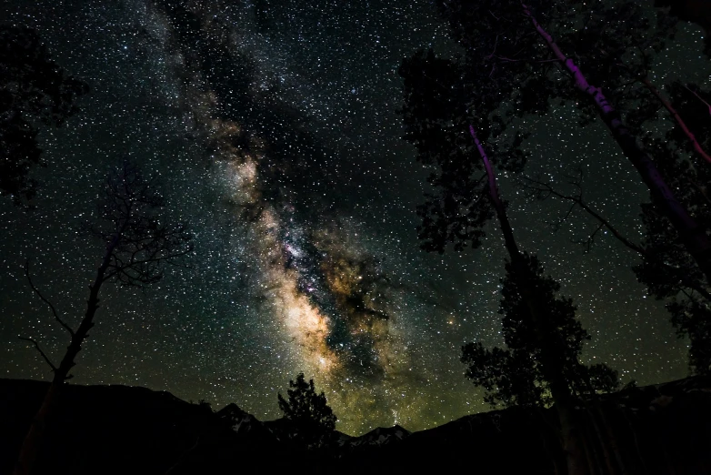 a night sky with stars above trees