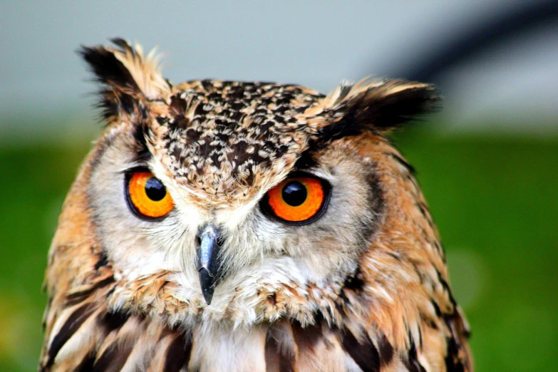 an owl has red, yellow and black eyes