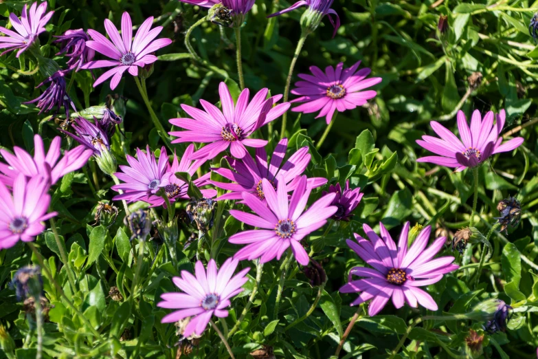 purple flowers growing in the sun in a garden