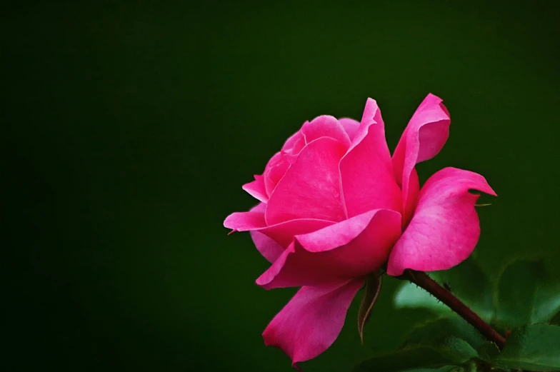 a single pink rose blossom with green leaves