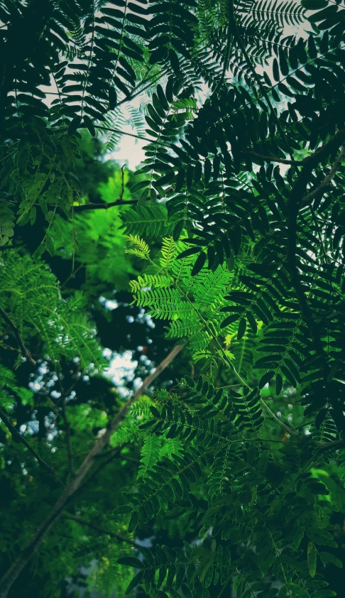 green leaves in the forest with a sky background