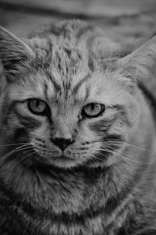 a cat sitting on a couch looking at the camera