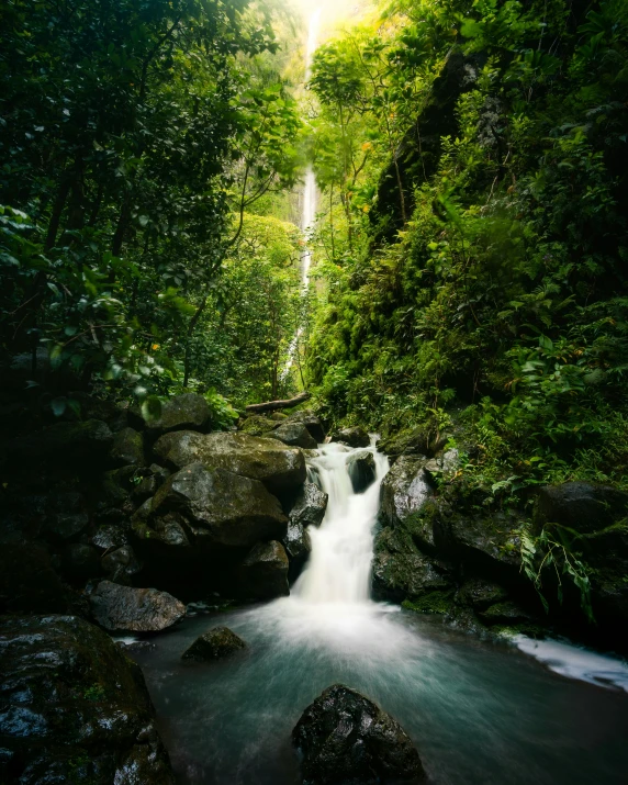 this is a stream in the jungle surrounded by trees