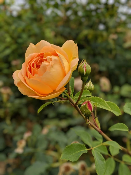 orange rose budding out in front of trees