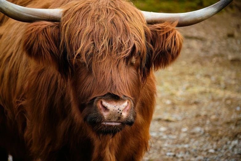 a large bull with some very big horns