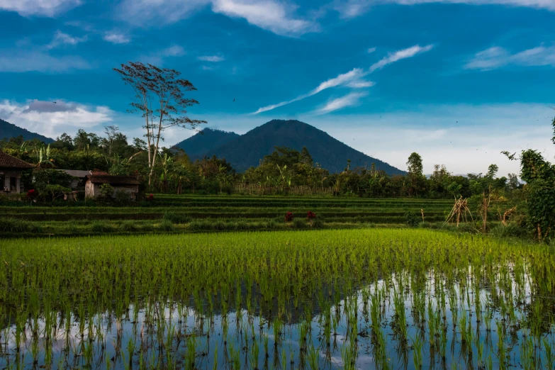 view of rice fields with mountains and trees in the background