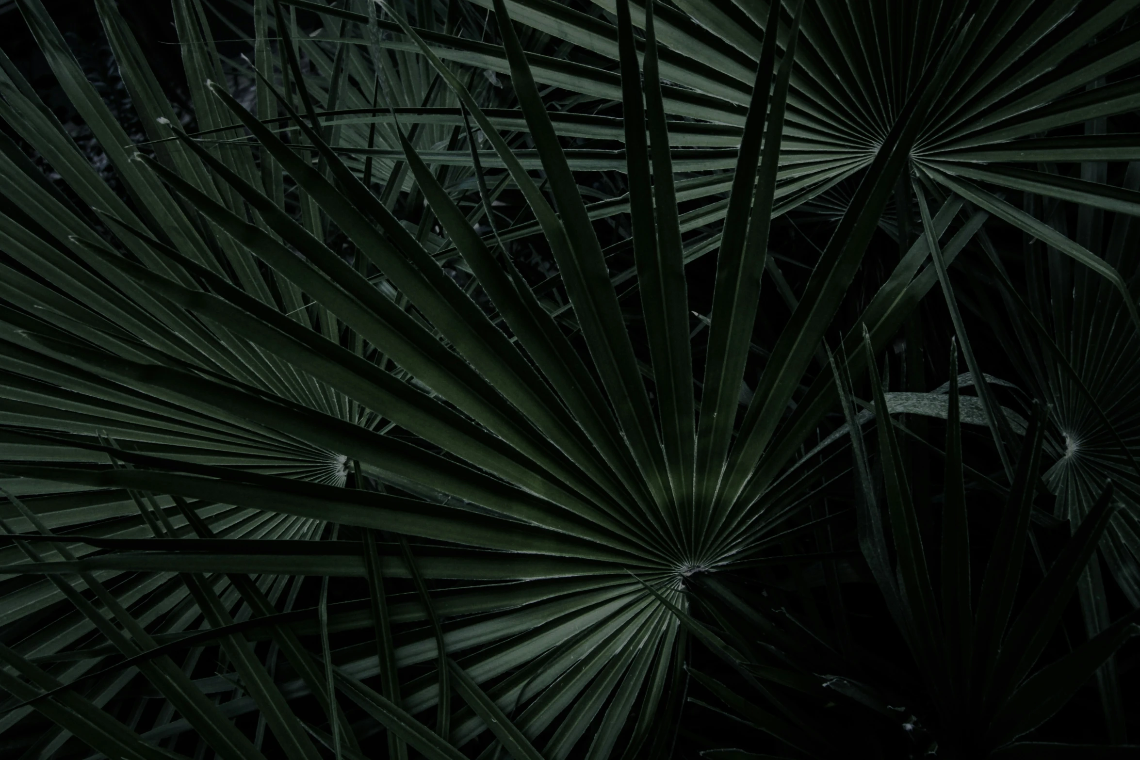 leaves of palm tree in a dark room