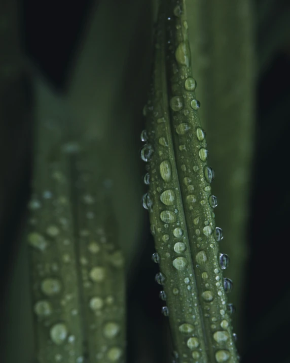 the leaves of a tree are covered with dew