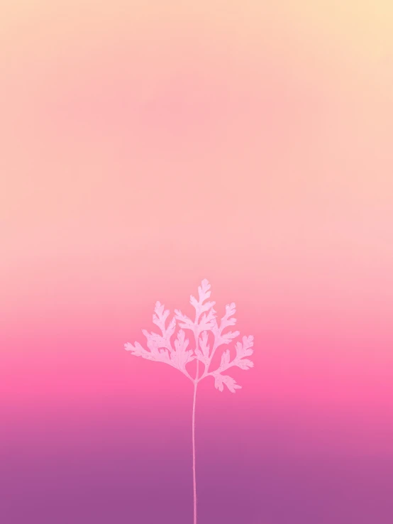 a plant in an abstract field with a sunset in the background