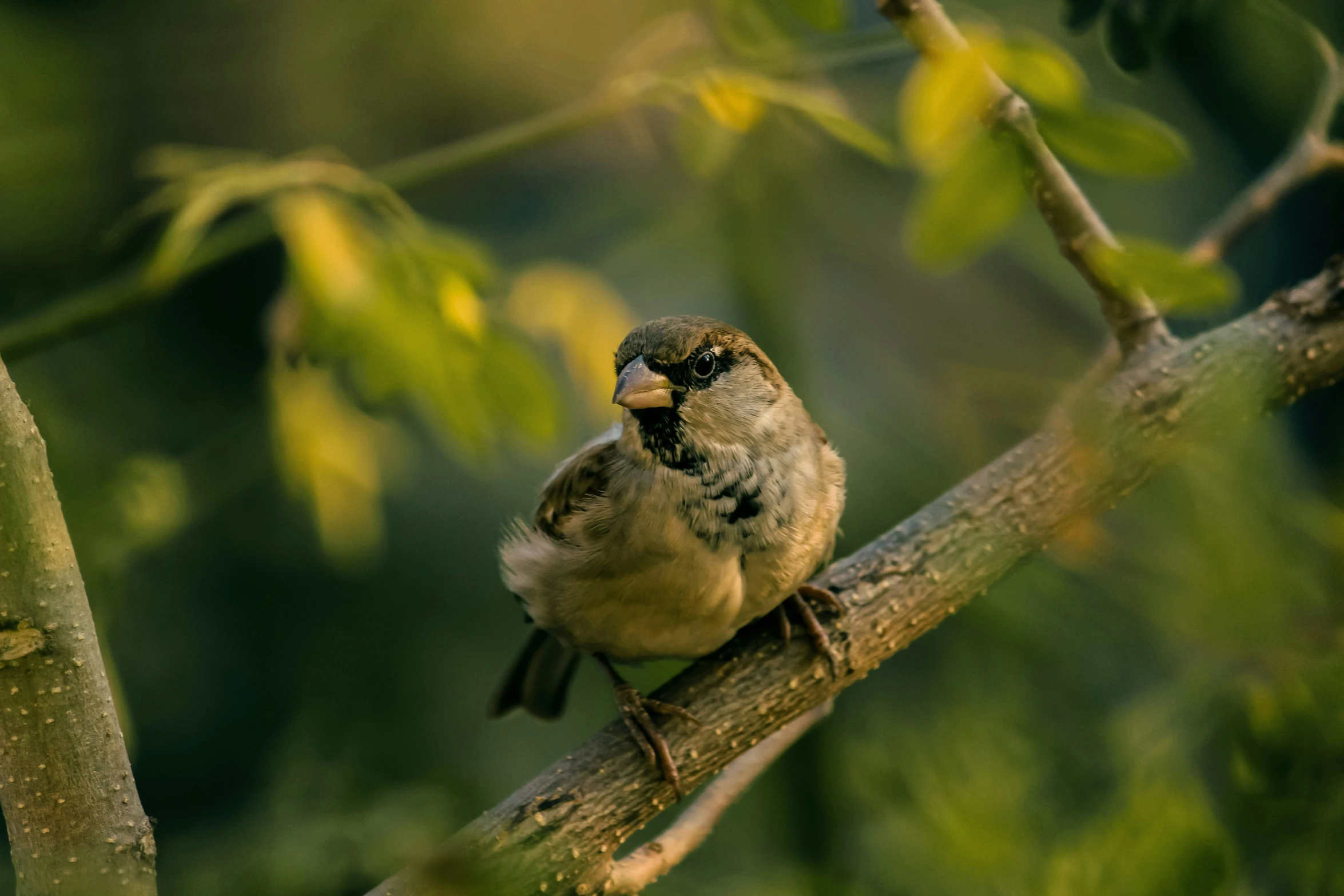 a bird perched on top of a tree nch