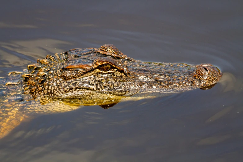 an alligator is in the water with its mouth open