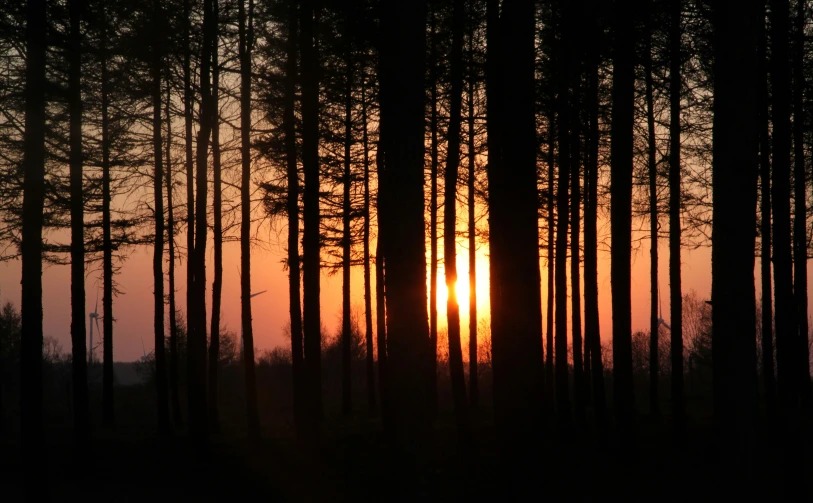 the sun rising between tall trees on a hill