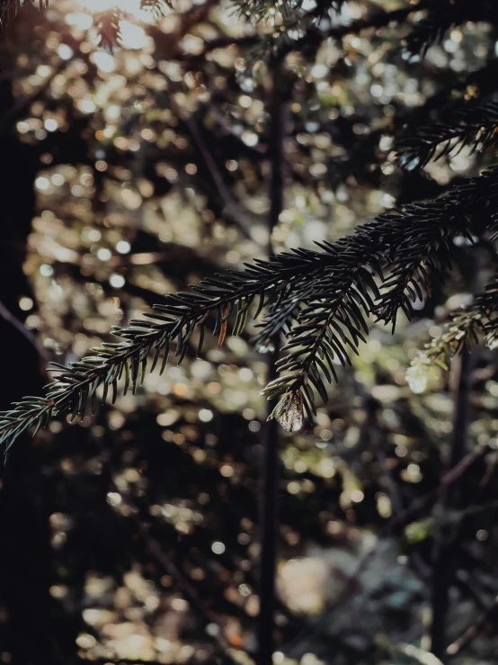 some green trees with some white leaves and water