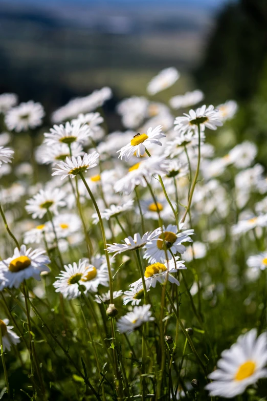 many white daisies in a field are seen in this close up po