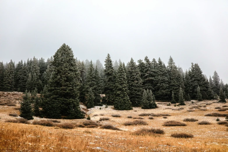 a bunch of trees and bushes are in the grass