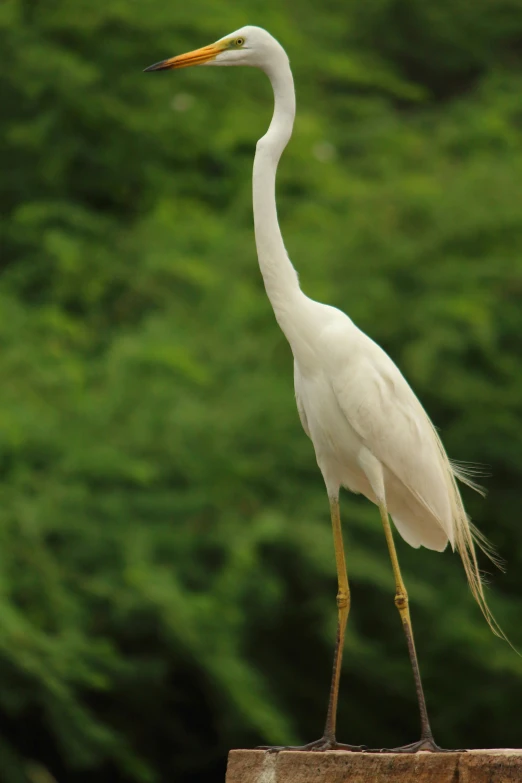 a bird is standing on top of a wooden post