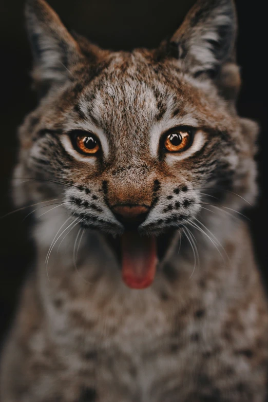 close up of a lynx's face with its tongue hanging out