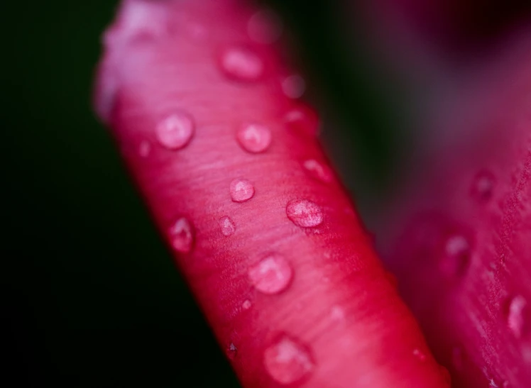 the inside of a flower that has water drops on it