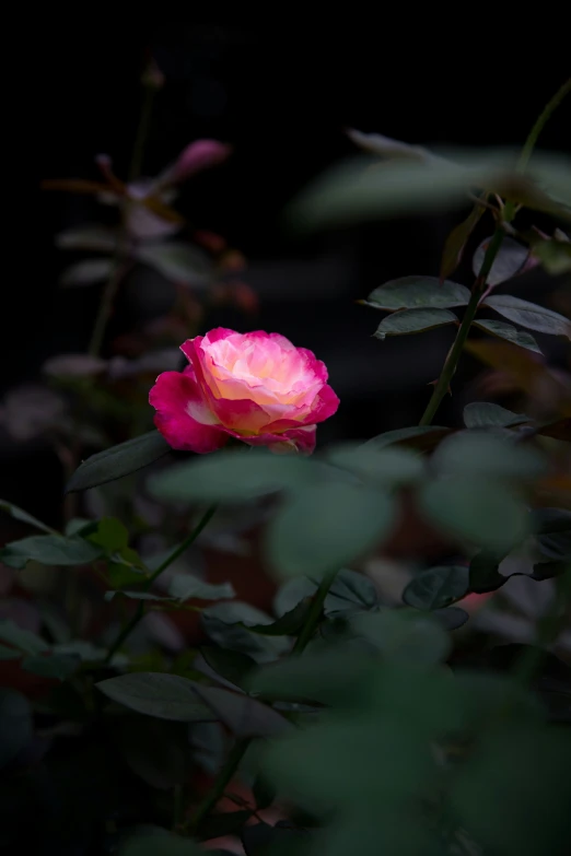 a single pink flower with green leaves