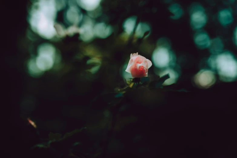 a flower is opening up on a tree nch