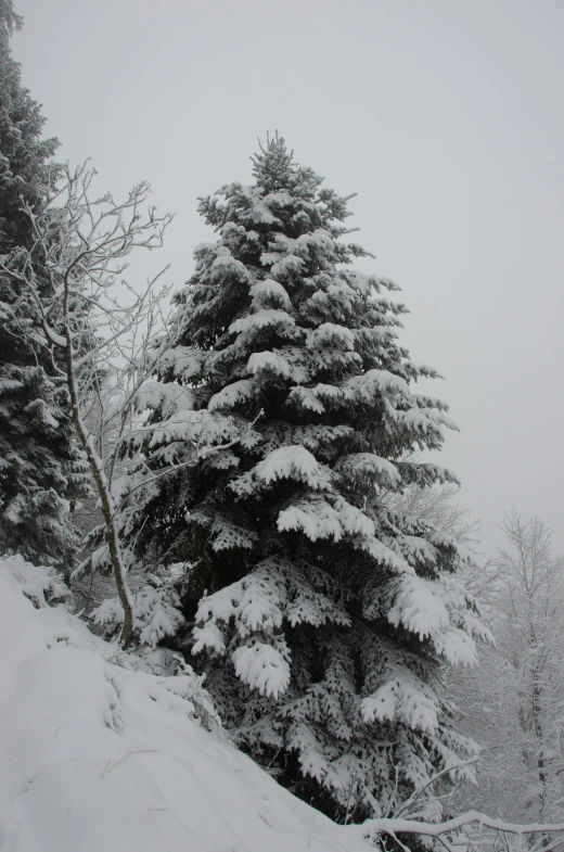 a evergreen tree stands out against the snow covered landscape