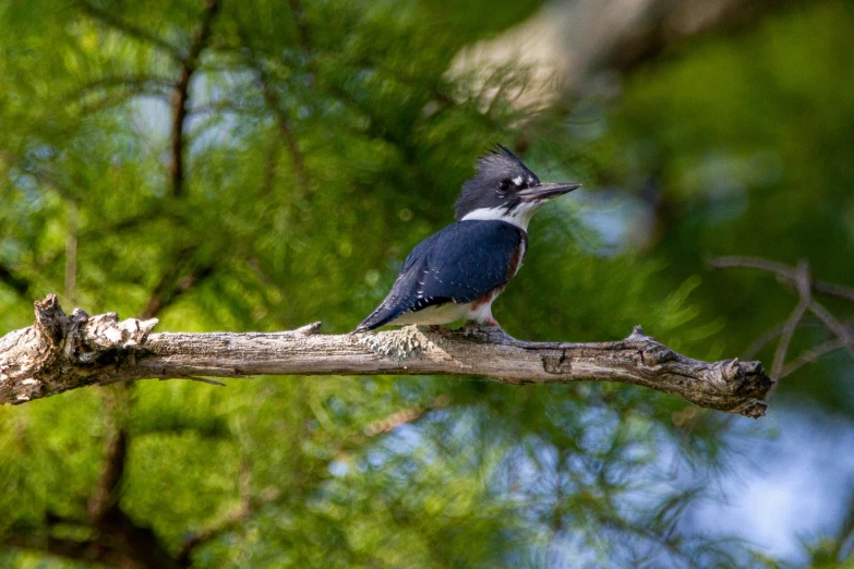 a bird perched on top of a tree nch in the forest