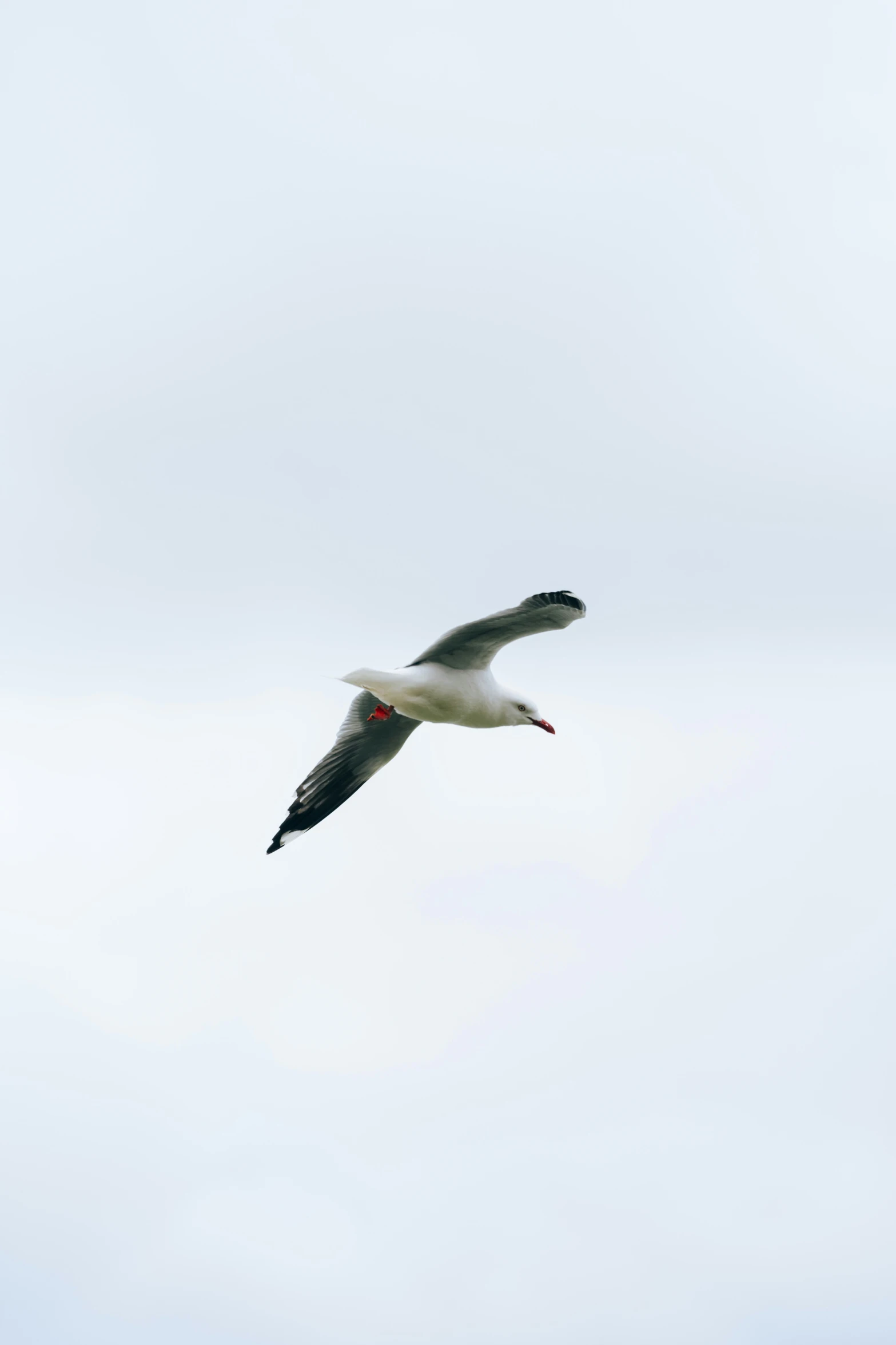 a large white bird flying through the sky