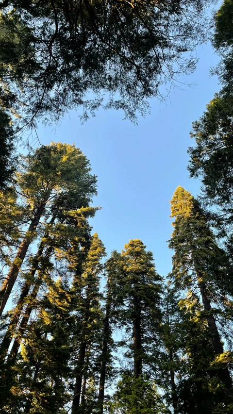 a blue sky with a group of trees in the background