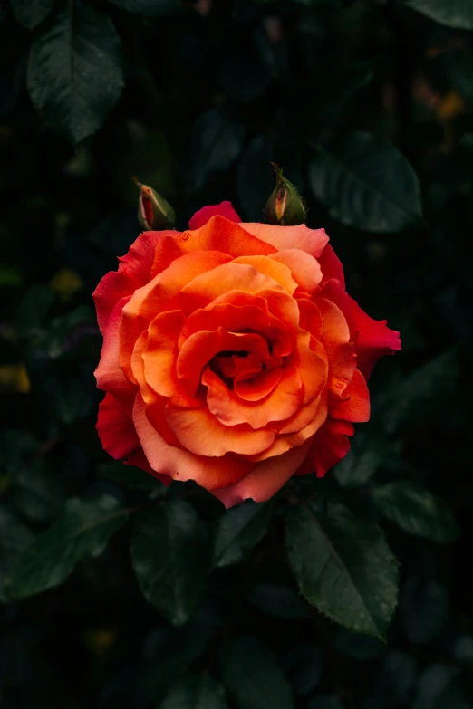 a single rose that is blooming in front of a background of foliage