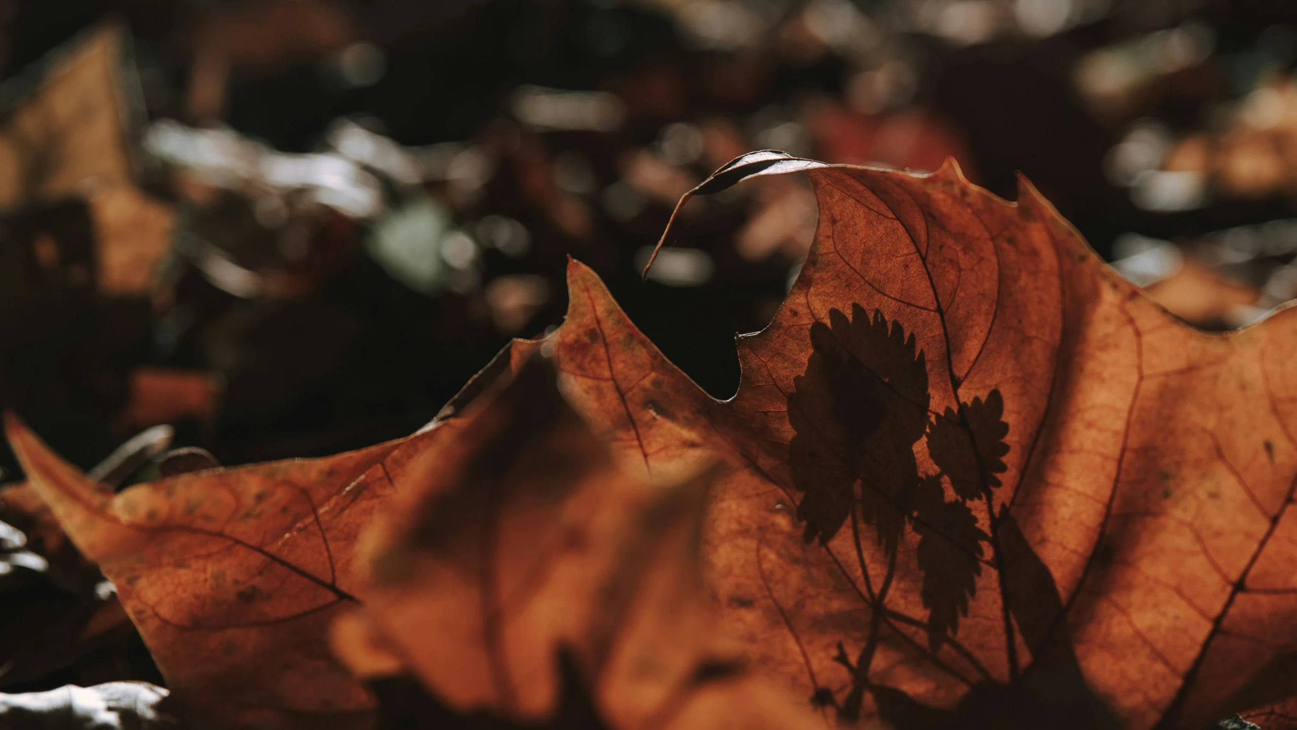 a dried leaf laying on the ground