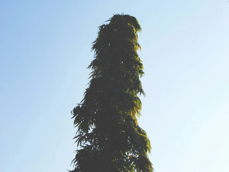 a very tall tree with nches growing on the top