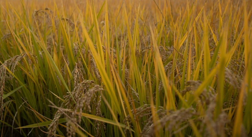 large grass field that has very long stalks