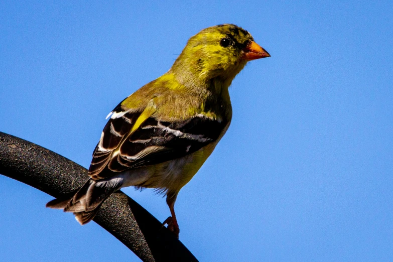 a small yellow and black bird perched on top of a tree nch