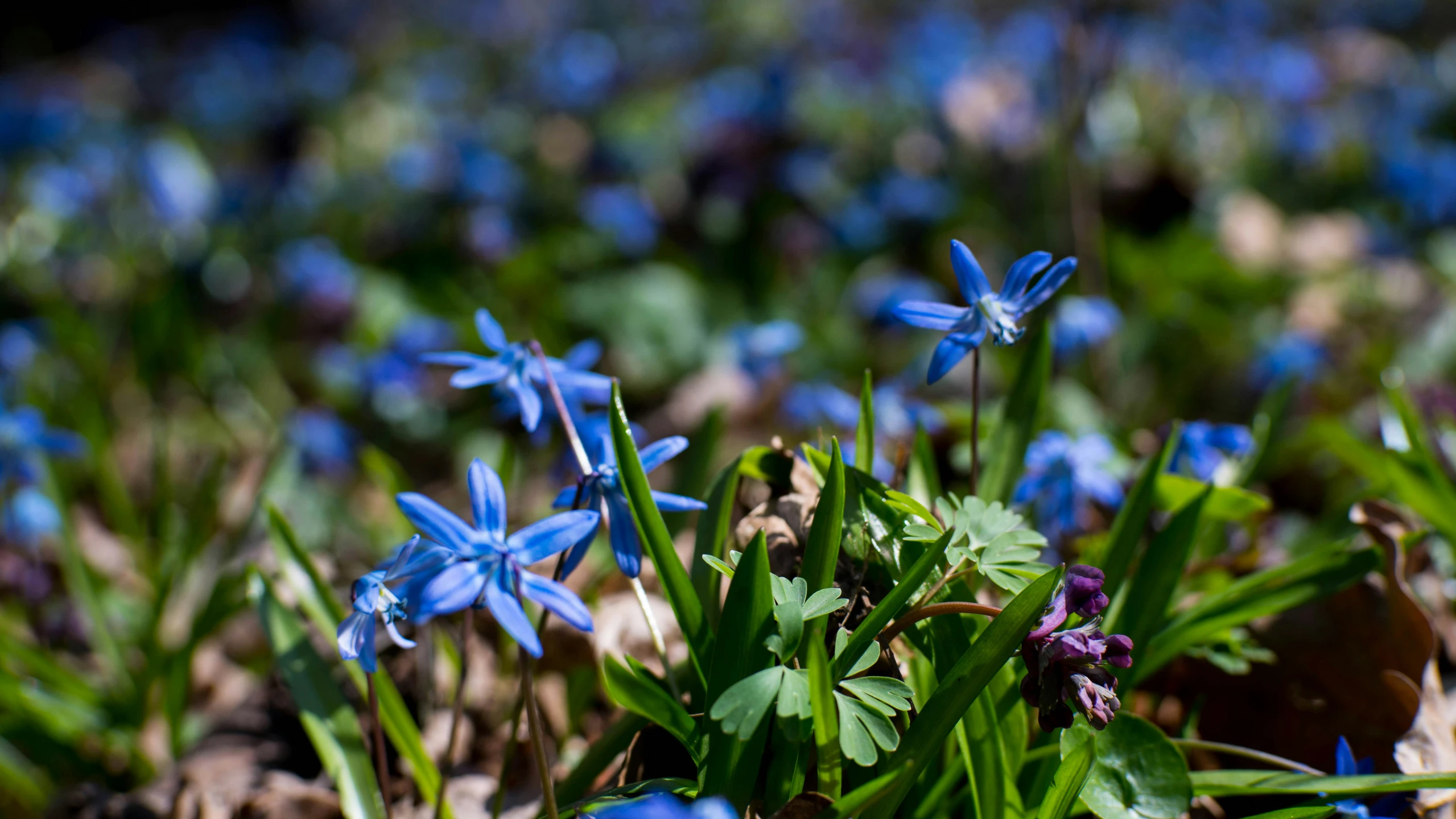 small blue flowers sitting in the ground on some grass