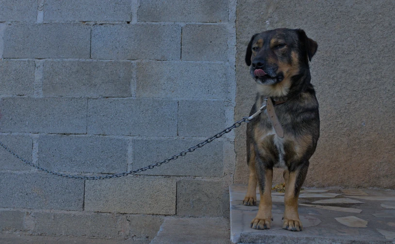 a german shepard tied to a stone wall with its tongue hanging out