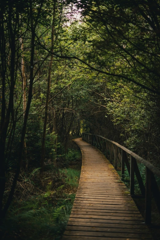 a wooden bridge crossing a wooded forest, leads to the path
