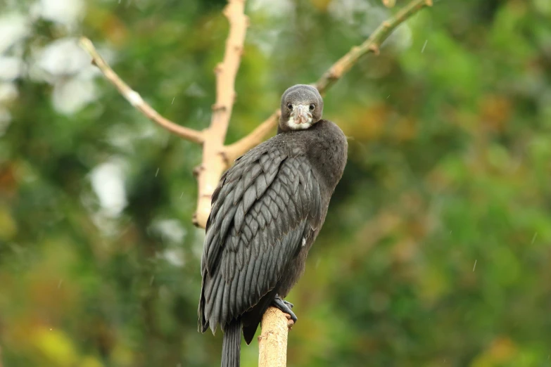 a bird that is sitting on a stick