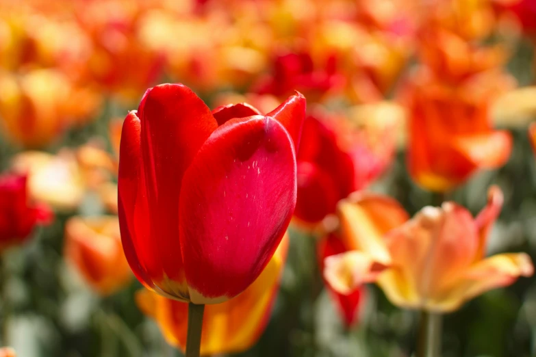 a large field of flowers in red and yellow colors