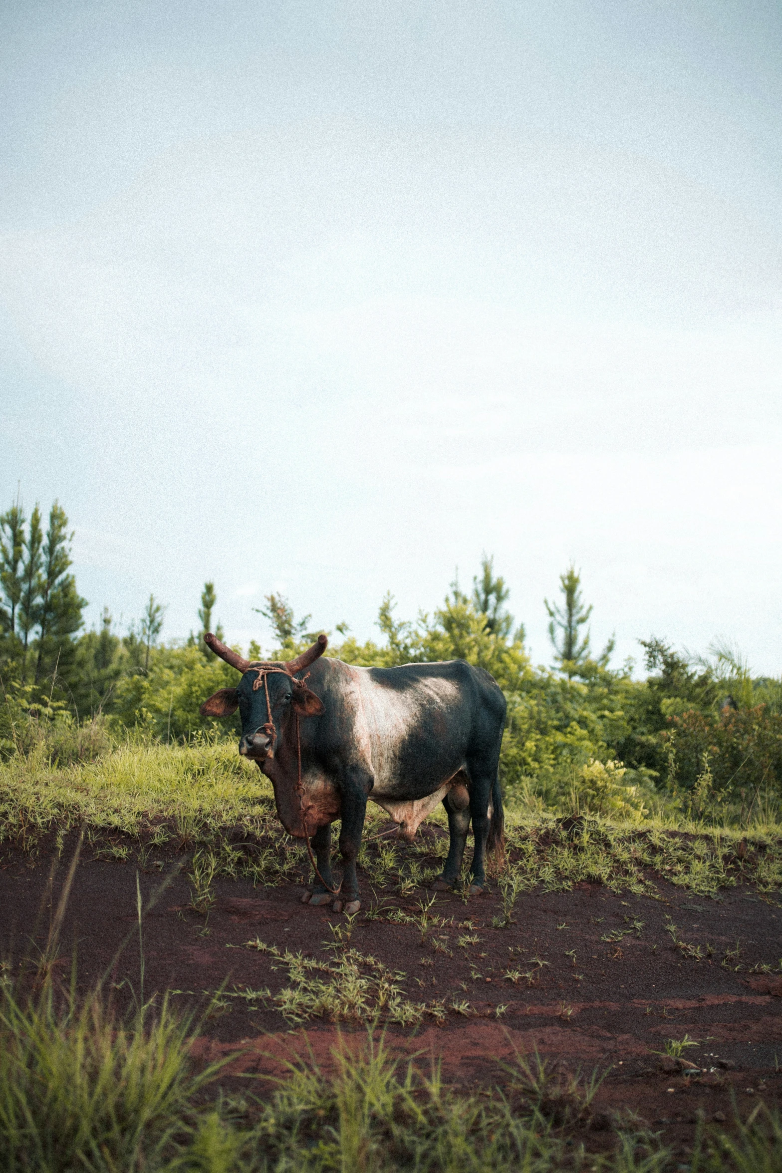 the black and white bull is in the grass