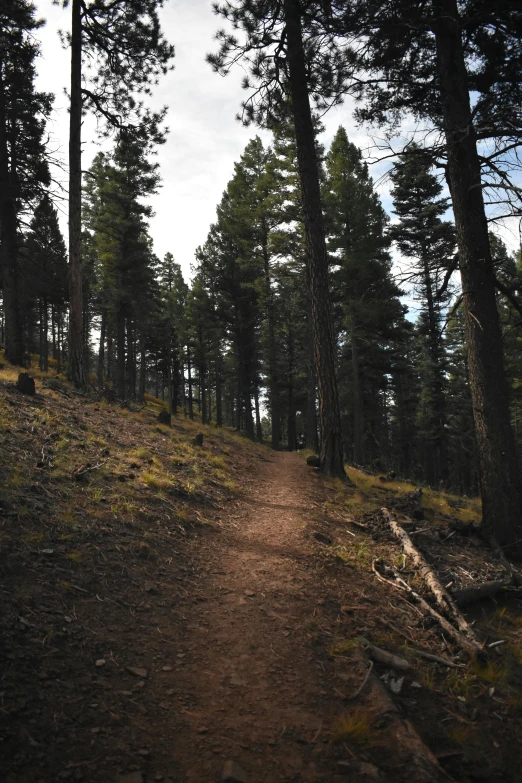 a trail in the woods going through trees