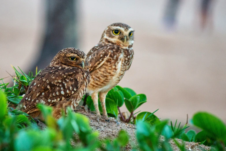 two owls standing on a rock in the grass