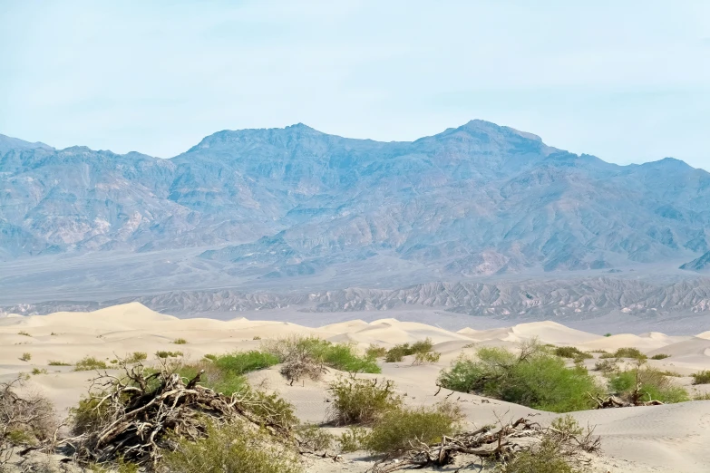 a group of mountains behind some bushes and grass