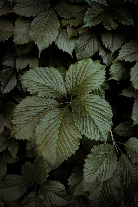 the leaves are on the ground in this image