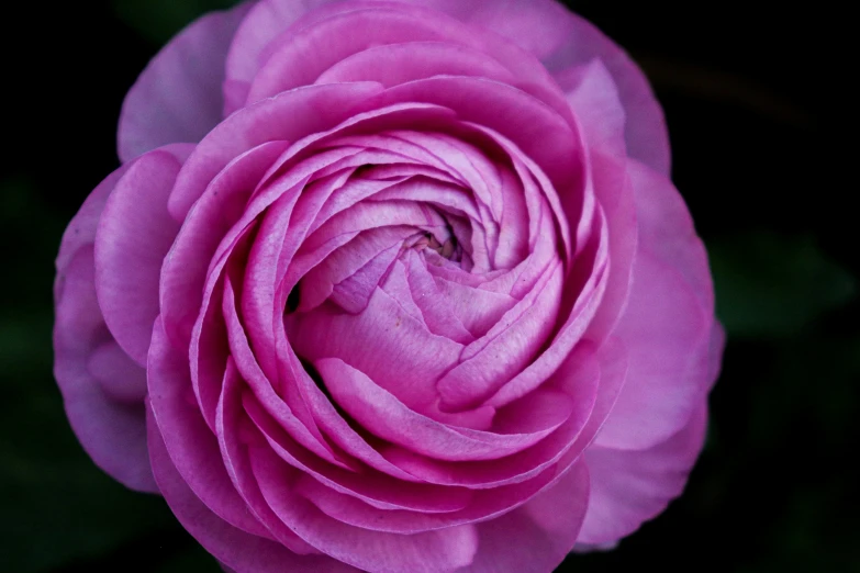 a close up picture of a rose with only one petals